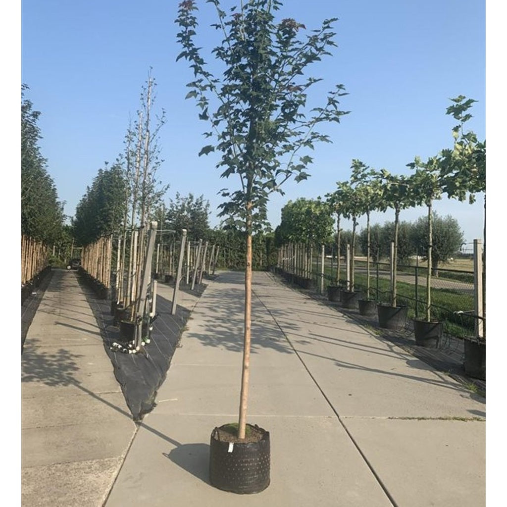 Tulpanträd – Liriodendron tulipifera - C25 8/10 200 CM Stem